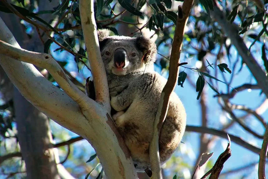 FURRY FRIEND: Everyone can play a part in monitoring our local koala population.
