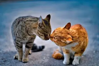 Straying cats sparked 240 complaints and led to 407 animals being impounded in the Redlands last financial year.