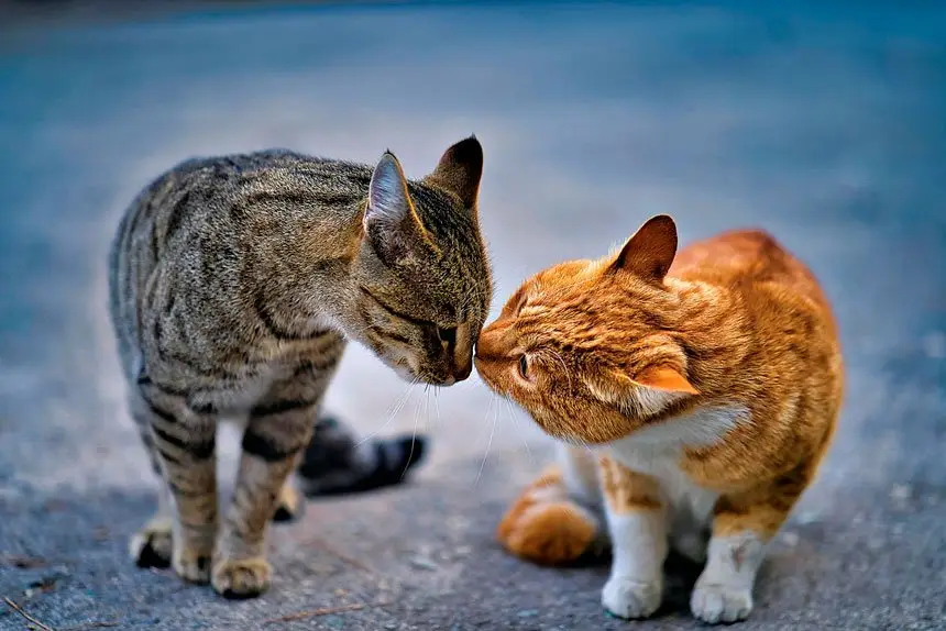 Straying cats sparked 240 complaints and led to 407 animals being impounded in the Redlands last financial year.