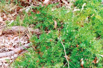 BAD WEED: Ground asparagus fern forms dense thickets.
