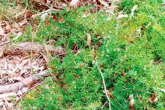 BAD WEED: Ground asparagus fern forms dense thickets.
