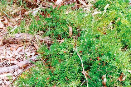 BAD WEED: Ground asparagus fern forms dense thickets.