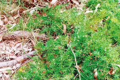 BAD WEED: Ground asparagus fern forms dense thickets.