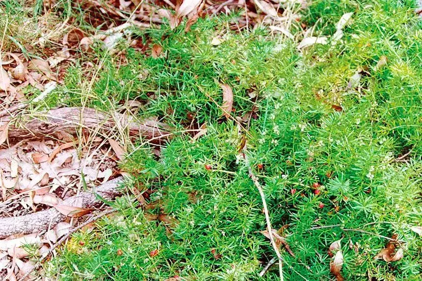 BAD WEED: Ground asparagus fern forms dense thickets.