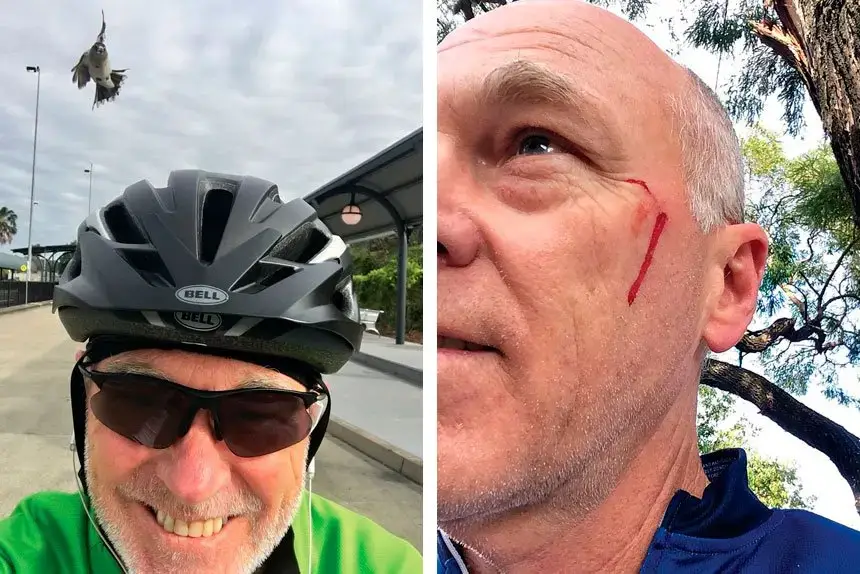 Cyclists dread swooping season when they become the focus of attention for magpies.