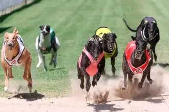 Capalaba Cup Heats Deliver Thrilling Day of Racing