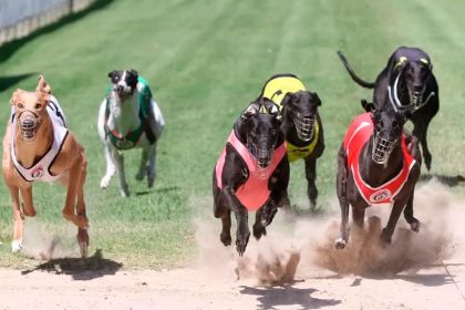 Capalaba Cup Heats Deliver Thrilling Day of Racing