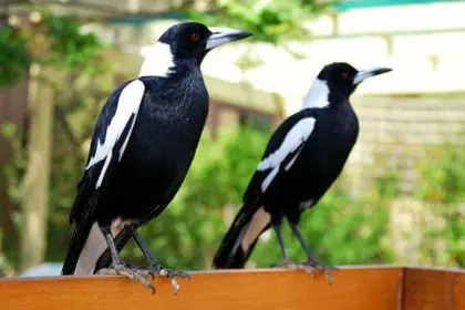 Attract Native Birds to Your Garden This Summer