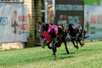 Secret Story wins the Capalaba Cup. PHOTO: Capalaba Greyhound Racing Club Facebook – by Toby Coutts