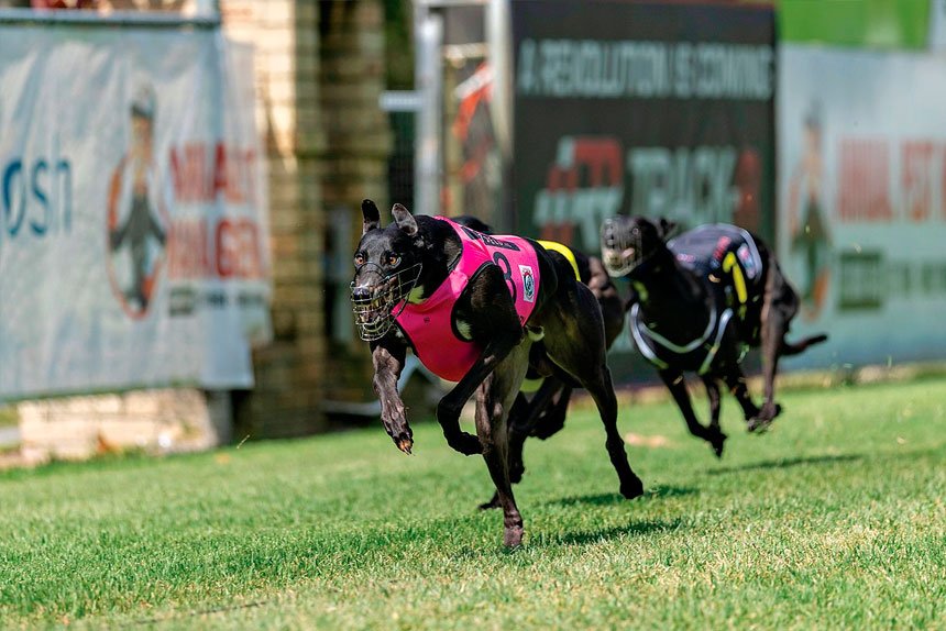 Secret Story wins the Capalaba Cup. PHOTO: Capalaba Greyhound Racing Club Facebook – by Toby Coutts