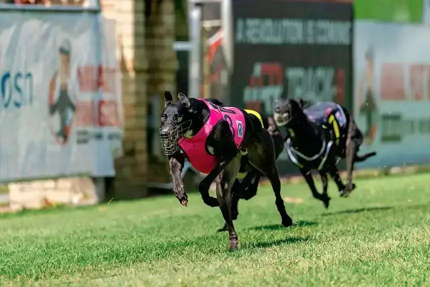 Secret Story wins the Capalaba Cup. PHOTO: Capalaba Greyhound Racing Club Facebook – by Toby Coutts