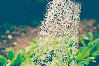 Finding the Best Time to Water Your Garden