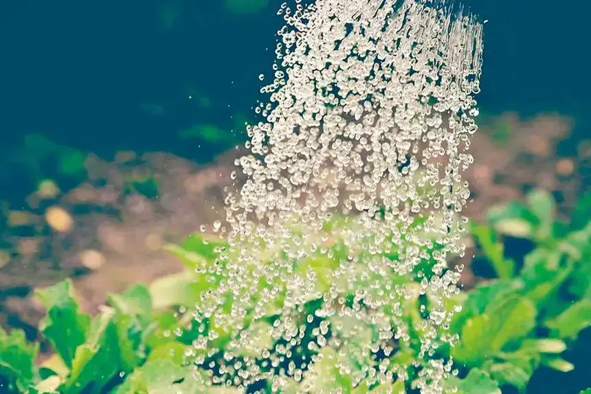 Finding the Best Time to Water Your Garden