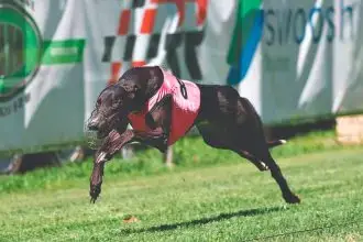 Secret Story Dominates Capalaba Derby Final Win