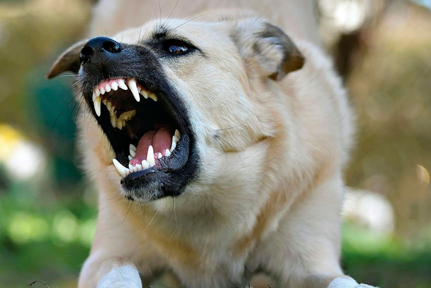 BAD BEHAVIOUR: Redland City Council received 330 complaints about negative dog behaviour in the past financial year.