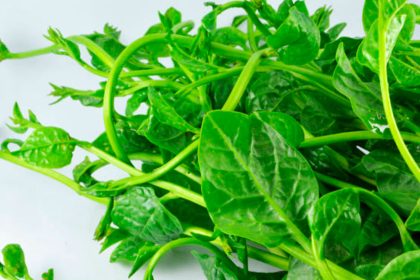 Heat-Loving Plants to Brighten Your Summer Garden