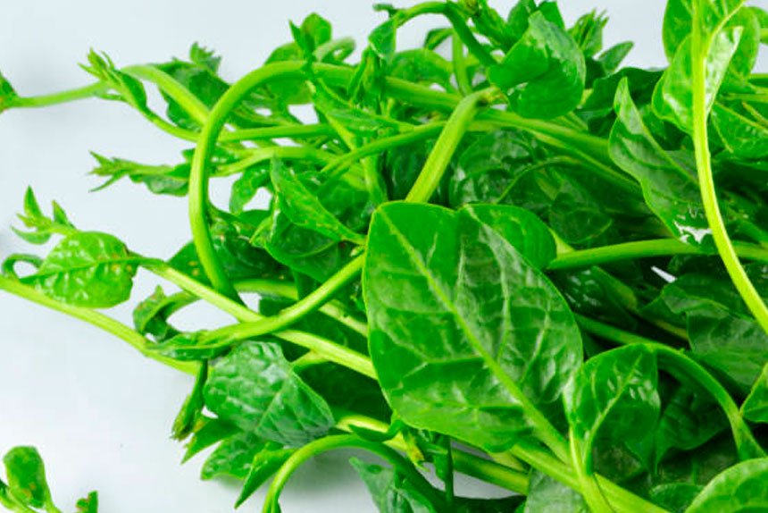 Heat-Loving Plants to Brighten Your Summer Garden