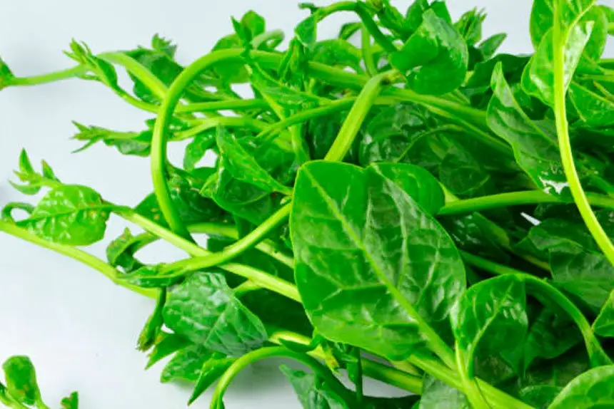 Heat-Loving Plants to Brighten Your Summer Garden