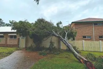 Redland City aligns with QLD on vegetation management