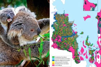 (Left) Koalas need a safe path through built-up areas. (Right) A map showing some of the wildlife corridors.