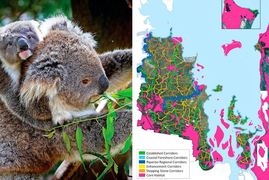 (Left) Koalas need a safe path through built-up areas. (Right) A map showing some of the wildlife corridors.