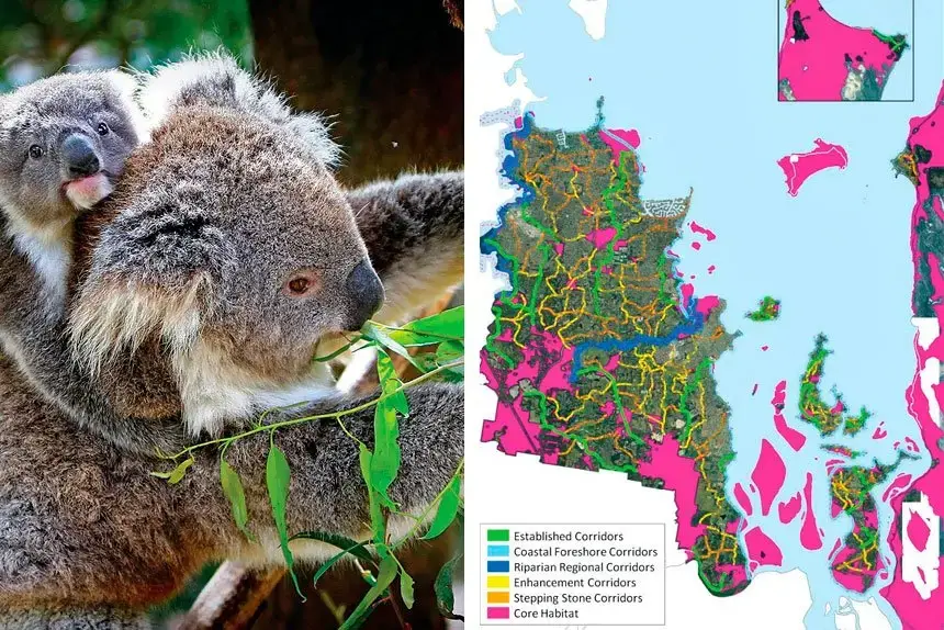 (Left) Koalas need a safe path through built-up areas. (Right) A map showing some of the wildlife corridors.