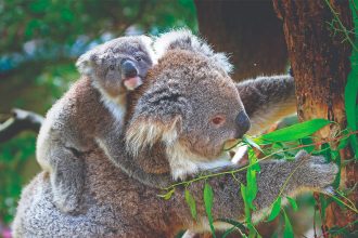 Koala Groups Warn Redlands Developments Threaten Habitat