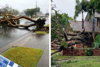 STORM DAMAGE: Fallen trees in the Redlands following the March cyclone.