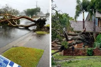 STORM DAMAGE: Fallen trees in the Redlands following the March cyclone.
