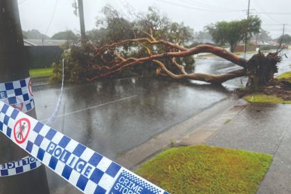 Redland Council reviews tree management after severe weather