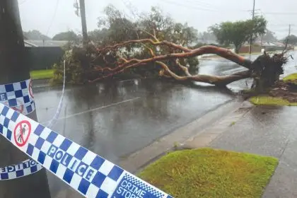 Redland Council reviews tree management after severe weather