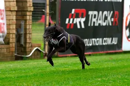 Armarta (black rug) is proving to be a Capalaba straight star.