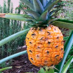 Plant the tops and you’re on your way ... but be patient.