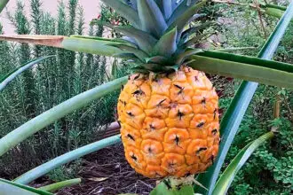 Plant the tops and you’re on your way ... but be patient.