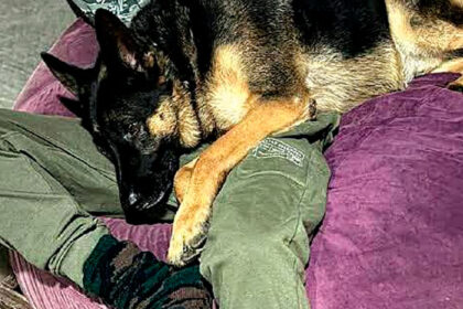 A Redlands resident has urged politicians to strengthen animal welfare laws after the death of German Shepherd, Arnie.