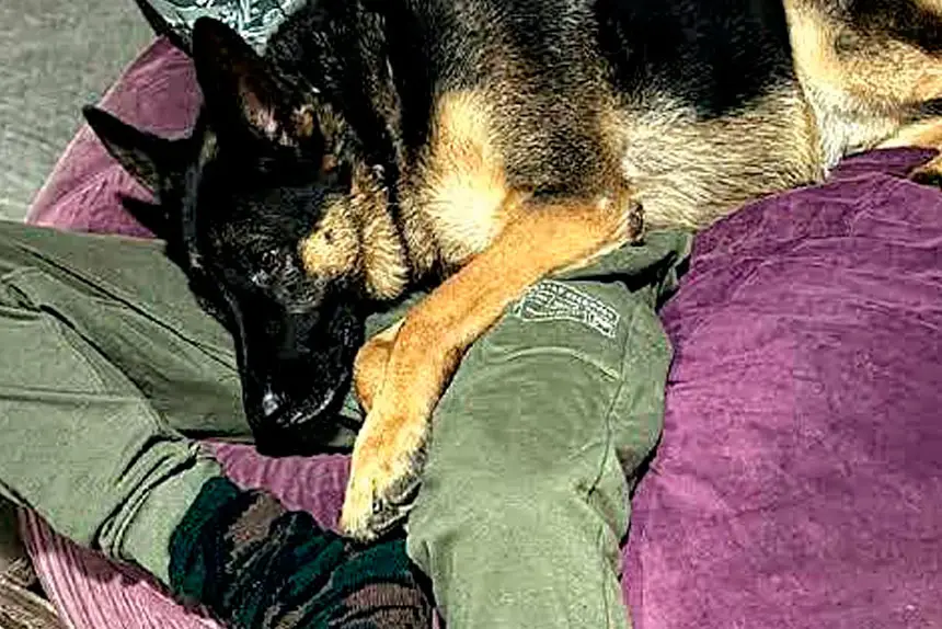 A Redlands resident has urged politicians to strengthen animal welfare laws after the death of German Shepherd, Arnie.