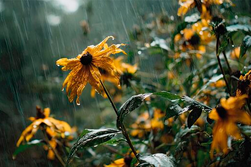 The need for hand-watering reduces immediately.