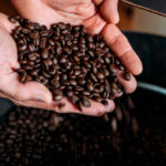 New Arabica Varieties Give Australian Coffee Fresh Hope