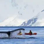 WHALE OF A TIME: As sea ice recedes, humpback, minke and orca whales are frequently spotted feeding in Antarctic waters.