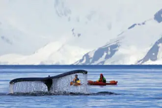 WHALE OF A TIME: As sea ice recedes, humpback, minke and orca whales are frequently spotted feeding in Antarctic waters.