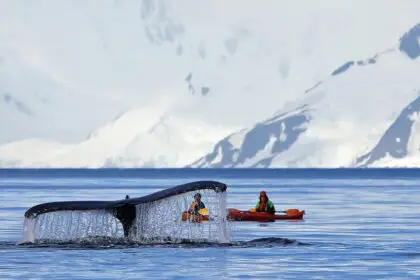 WHALE OF A TIME: As sea ice recedes, humpback, minke and orca whales are frequently spotted feeding in Antarctic waters.