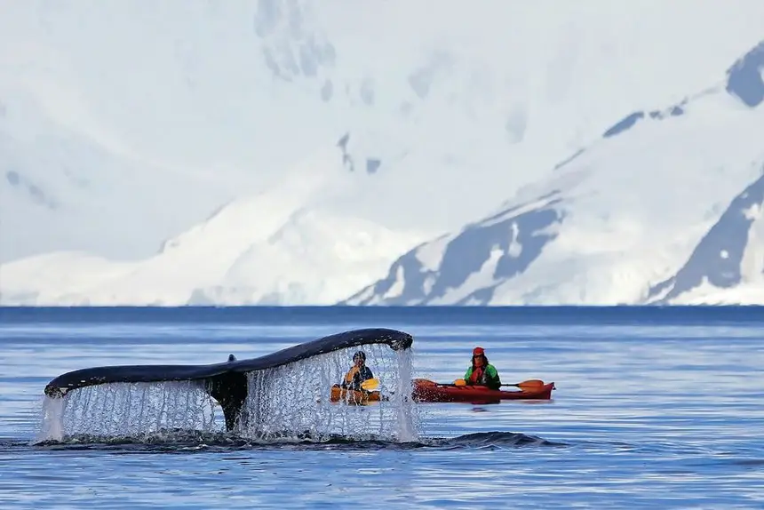 WHALE OF A TIME: As sea ice recedes, humpback, minke and orca whales are frequently spotted feeding in Antarctic waters.