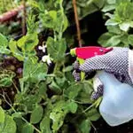 There are always new fruit varieties being released.