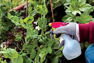 There are always new fruit varieties being released.