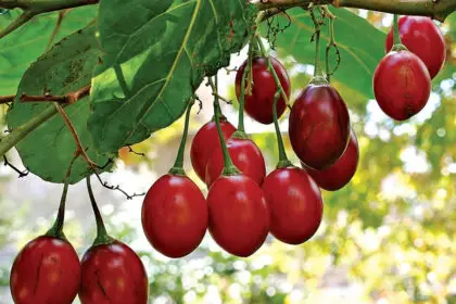 Tamarillos grow in clusters and can vary in colour.