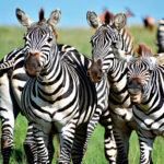 AMAZING SIGHT: Each year more than two million wildebeest, zebras and gazelles move across the plains.
