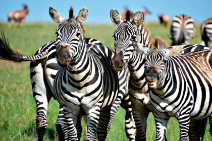 AMAZING SIGHT: Each year more than two million wildebeest, zebras and gazelles move across the plains.