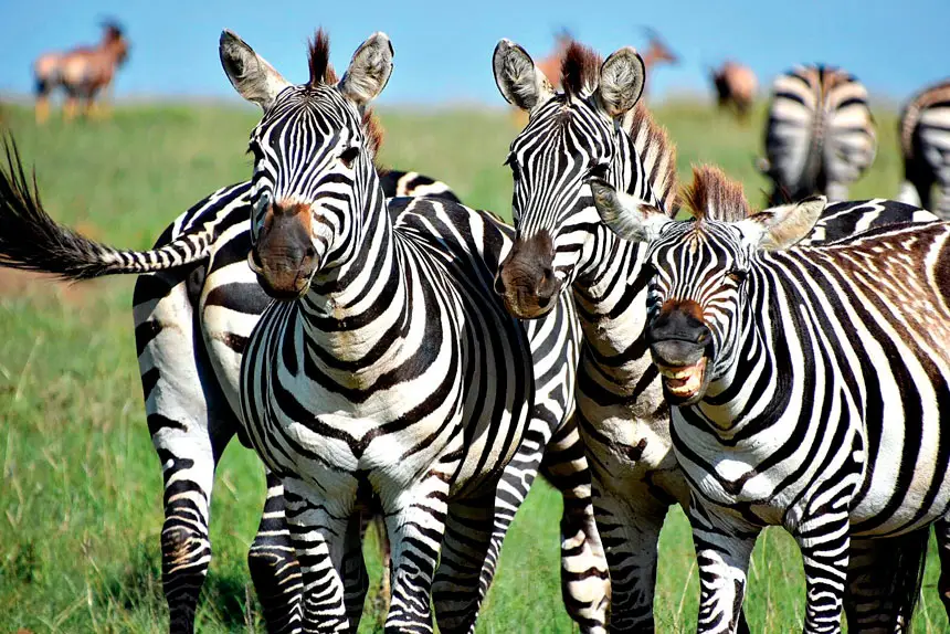 AMAZING SIGHT: Each year more than two million wildebeest, zebras and gazelles move across the plains.