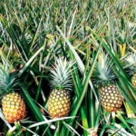 How to grow pineapples at home for free