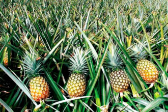 How to grow pineapples at home for free